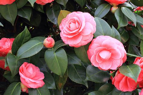 椿樹|椿は2000種類以上もある美しい花の庭木 【開花時期。